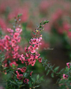 Bác sĩ Tô và Luật sư Việt