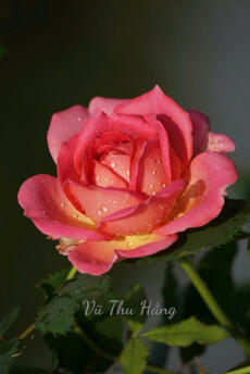 Bảy năm của tôi