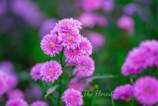 Bảy năm sau kết hôn