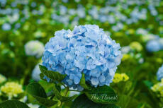 Chồng đột nhiên không còn yêu tôi nữa