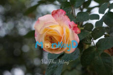 HAI MẶT CỦA LÒNG NGƯỜI