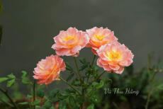 Hướng dương trong đầm lầy