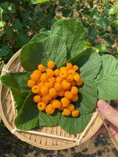 Kế hoạch lấy lại công lý cho vợ yêu