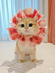 KẾ HOẠCH TRÁO CON