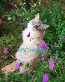 Mau Xuyên: Đại Lão Biến Thái Đều Sủng Ta