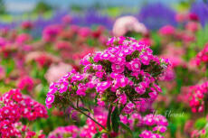 Nụ hôn đầu của cậu chủ