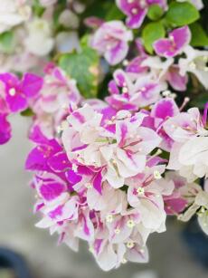 Nước đổ khó hốt