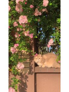 Shipper mèo đáng yêu của tôi