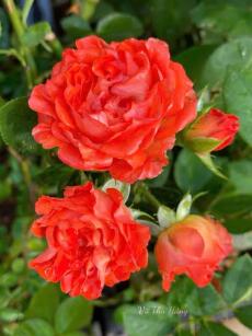 Tôi chính là tôi