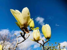 Tổng tài hoá bướm