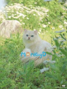 Trọng Sinh: Nỗ Lực Cứu Rỗi Kẻ Điên