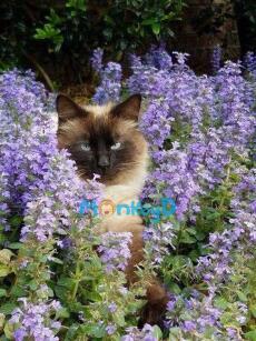 Xuyên Thành Nữ Phụ Độc Ác, Tôi Quyết Định "Nằm Yên" Tránh Xa Nam Chính