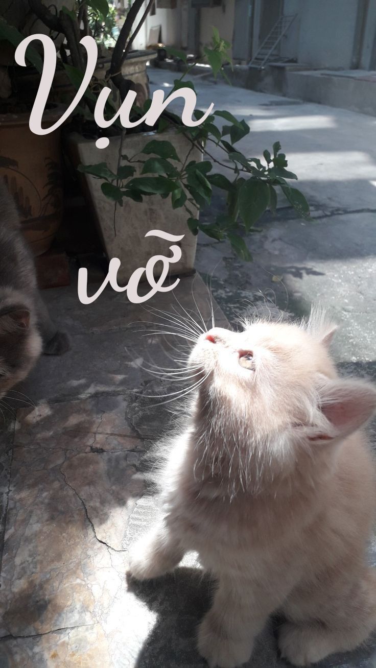 Vụn vỡ